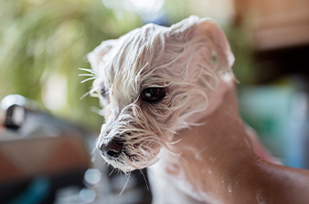 Groomer Image