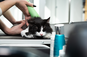 Groomer Image