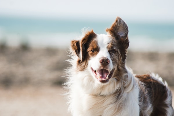 Hund beim Spaziergang
