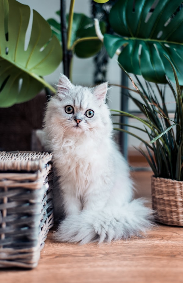 Katze auf Kratzbaum