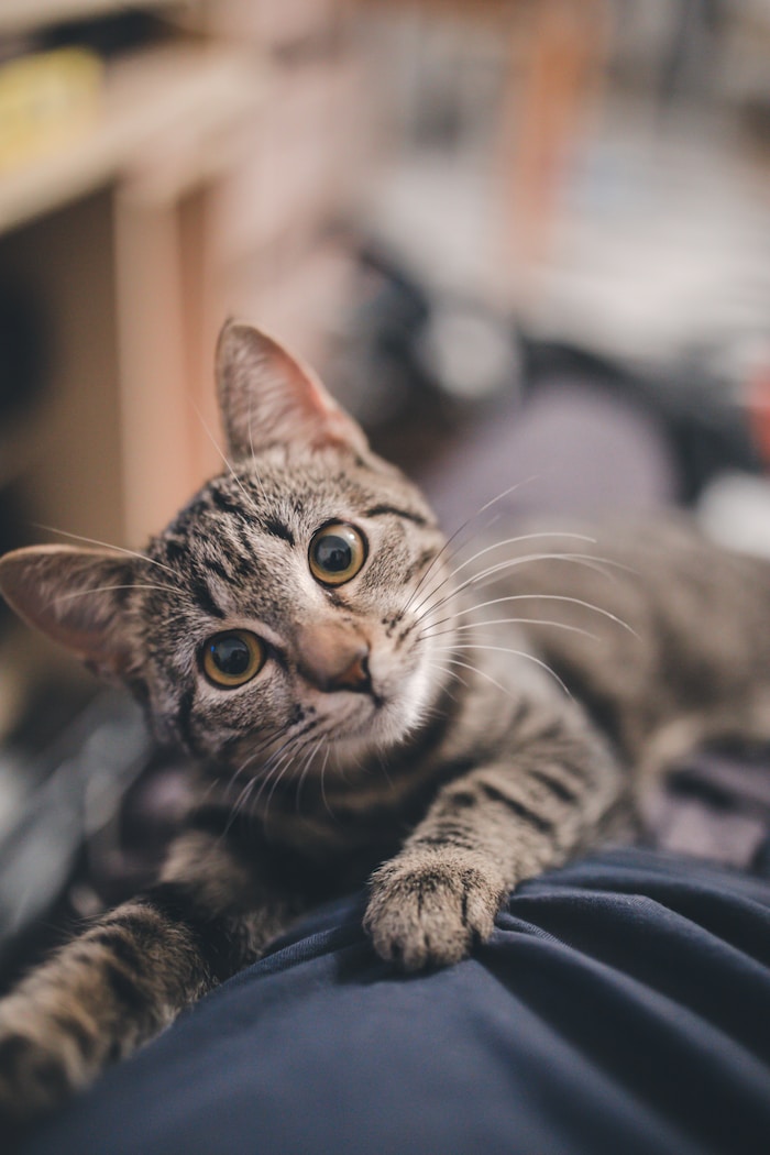 Katzen-Übernachtung