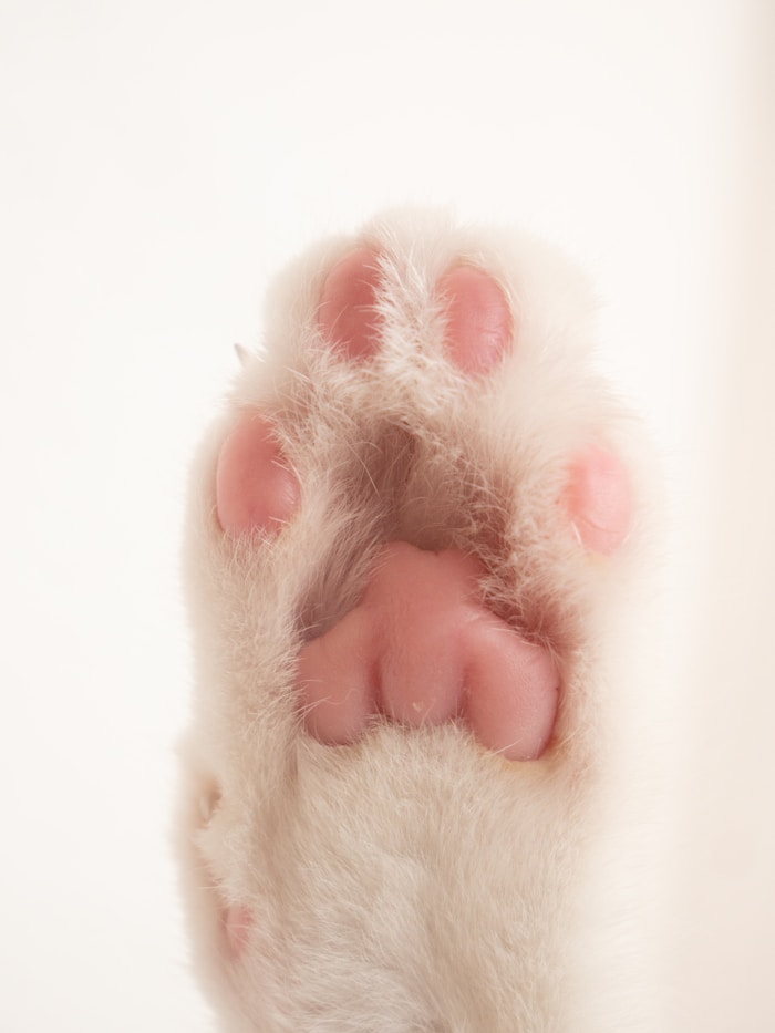 Tagesbetreuung Hunde