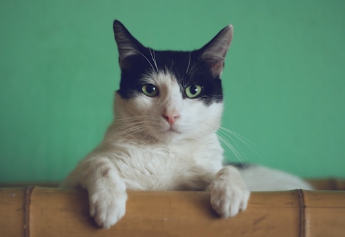 Katzenbereich