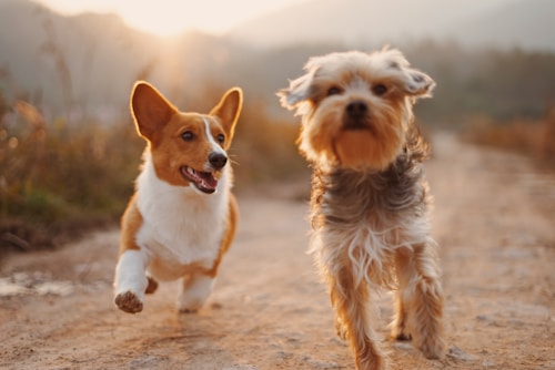 Schlafbereich Hunde